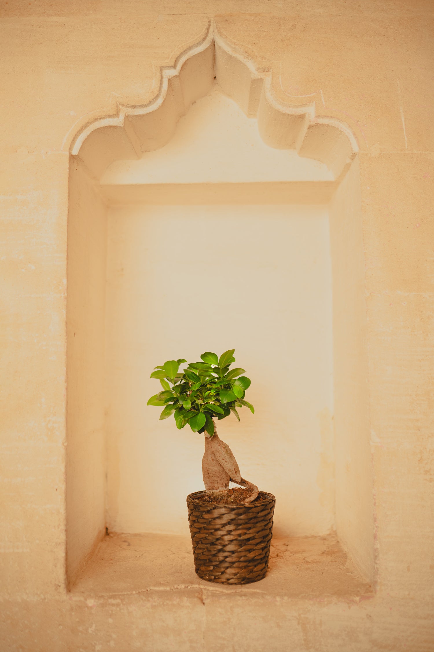 Ginseng Bonsai