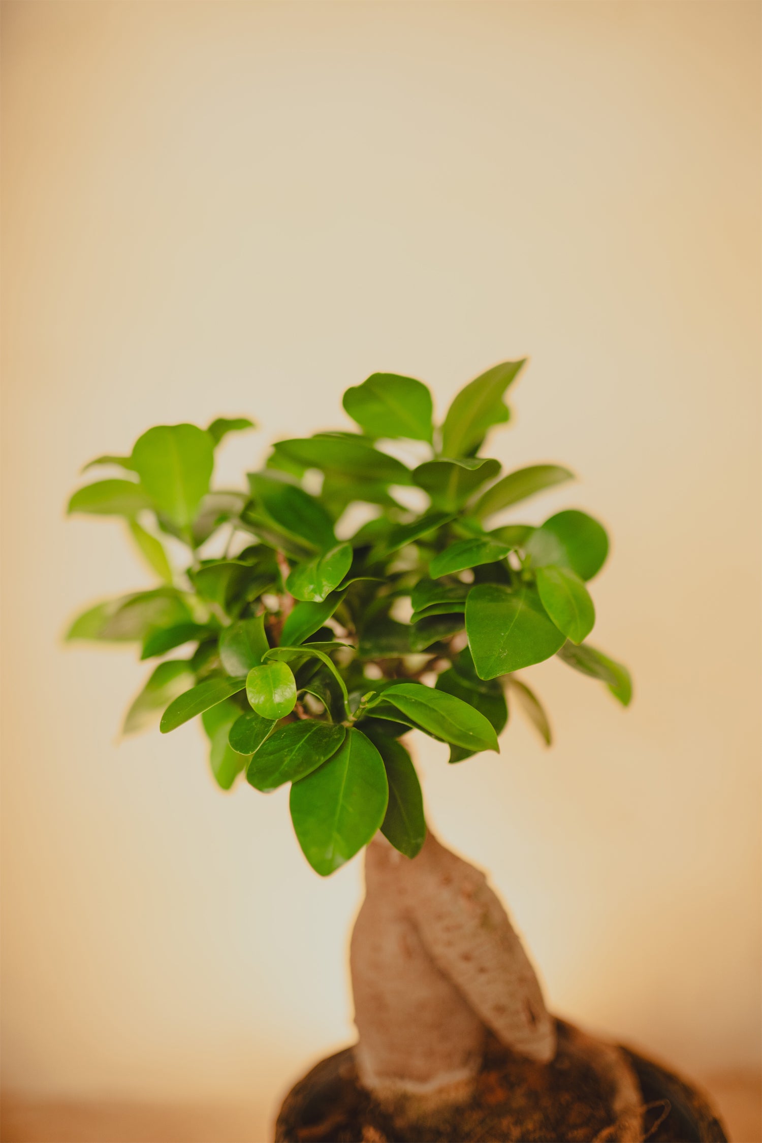 Ginseng Bonsai