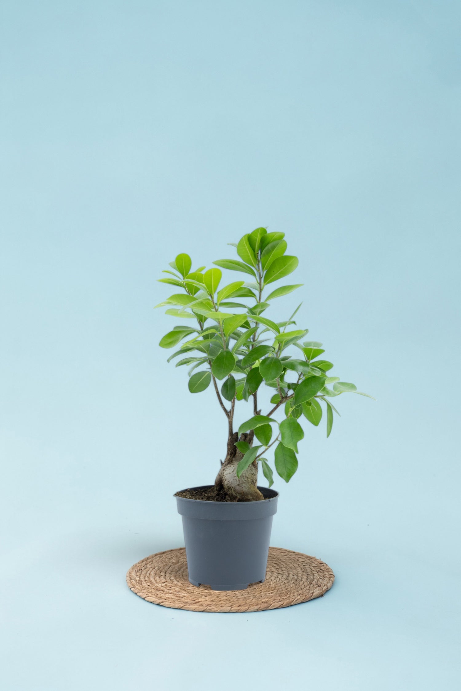 Ginseng Bonsai