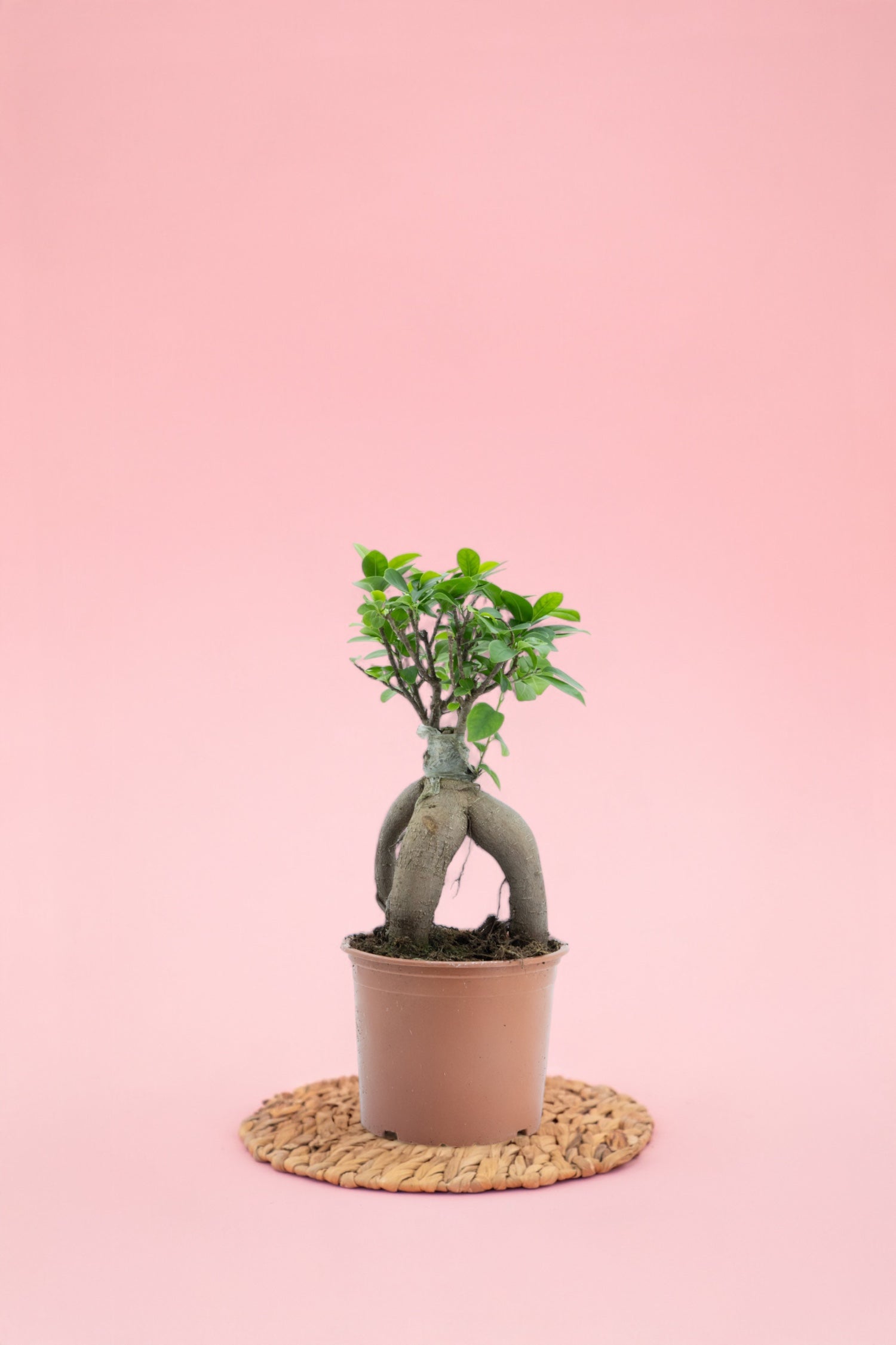 Ginseng Bonsai