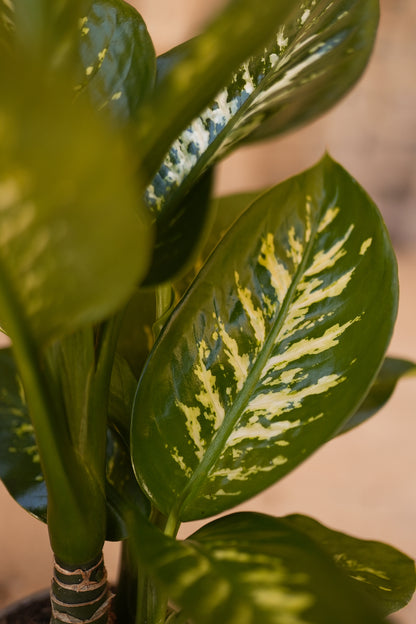 Dieffenbachia - Difenbahya (Ağlayan Çiçek)