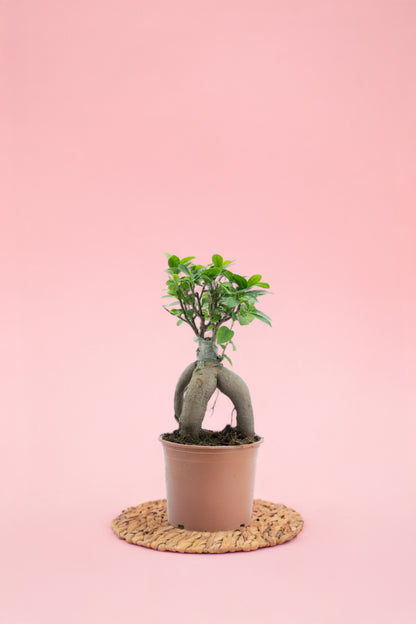 Ginseng Bonsai
